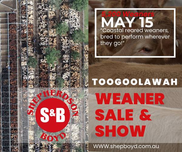 Shepherdson & Boyd Toogoolawah Weaner Show & Sale – 5,200 Head Cattle