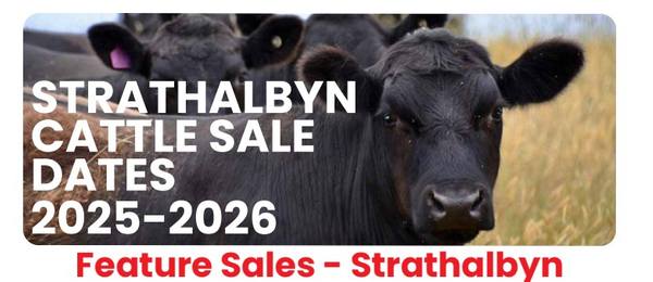 Strathalbyn Feature Cattle Sale – 1,000 Head Cattle