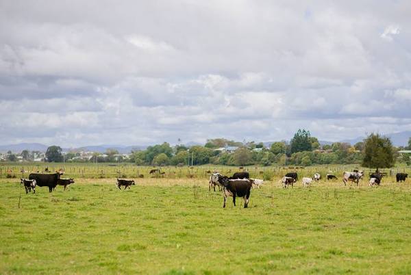 Kempsey Stock & Land Feature Weaner Sale — Cattle