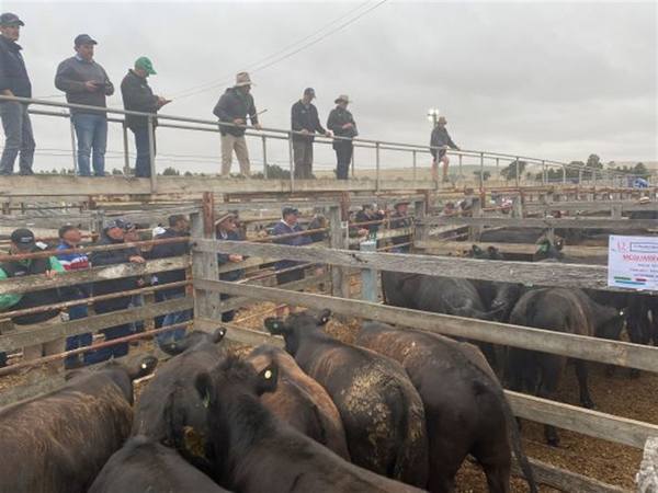 Casterton Mid Year Store Sale — 1,000 Head Cattle