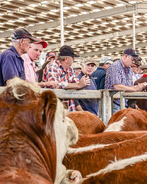 EVLX Leongatha Store Sale — 2,500 Head Cattle