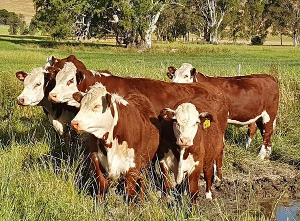 Nutrien Yea Spring Drop Weaner Sale — 3,000 Head Cattle