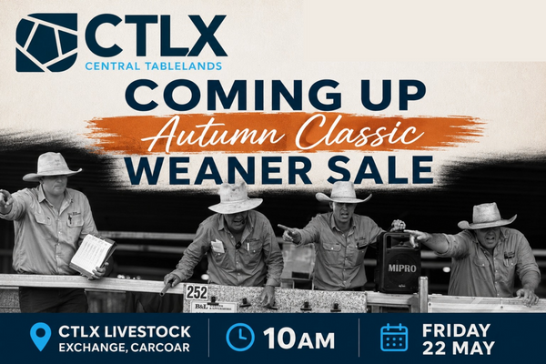 CTLX Carcoar Autumn Classic — 6,000 Head Weaner Cattle Sale