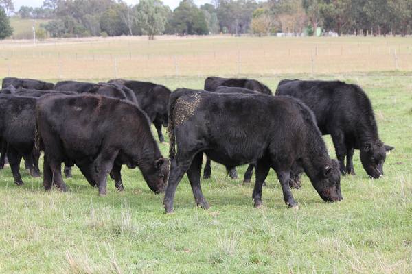 Victorian Livestock Property Autumn Feature Grown & Weaner Sale – 4,000 Head Cattle