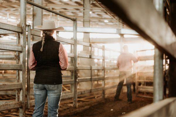Annual Spring Drop Weaner and Store Cattle Sale 1200 Head Cattle