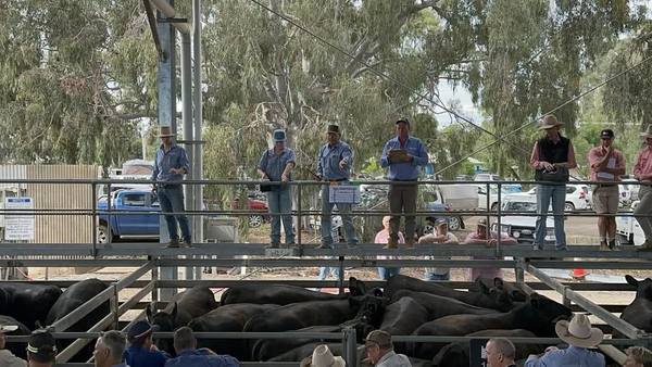 Euroa Saleyards EOFY Cattle Sale — 3,000 Head