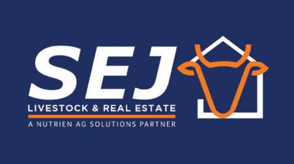 EVLX Sheep & Lamb Sale — 450 Head Border Leicester Merino SIL Ewes