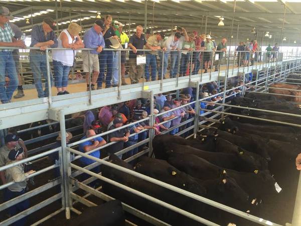 Echuca Stock Agents Association Store Sale 400 Head Cattle