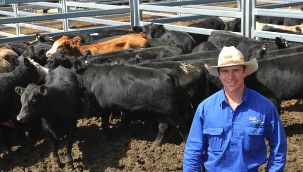 Tamworth Livestock Agents Store Sale 3,000 Cattle