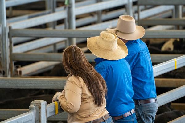 GRLE Store Sale Cattle