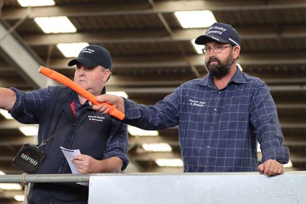 EVLX Leongatha Store Sale — 2,500 Cattle