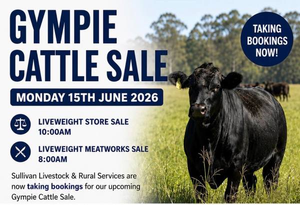 Sullivan Livestock & Rural Services Gympie Liveweight Store Cattle Sale — 1,500 Head