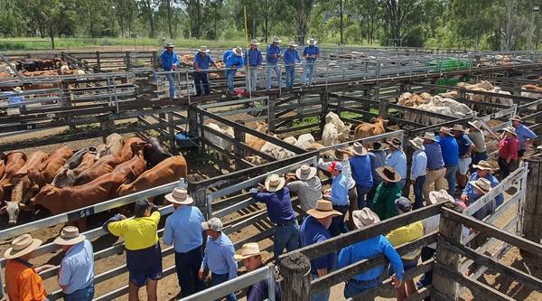 Pratt Agencies June Weaner Sale – 1000 Head Cattle