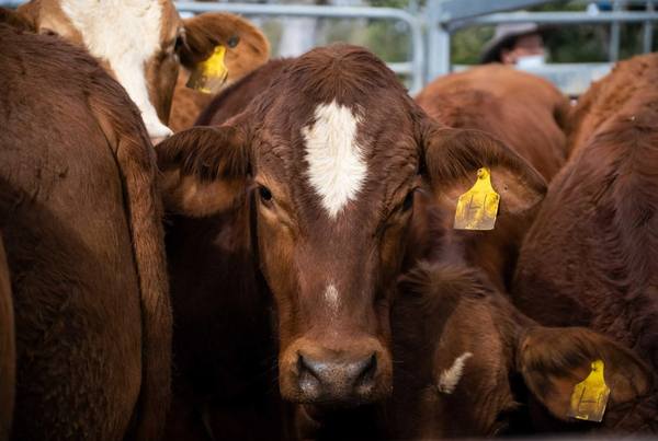 Shepherdson & Boyd Toogoolawah Weaner Sale 2700 Head Cattle