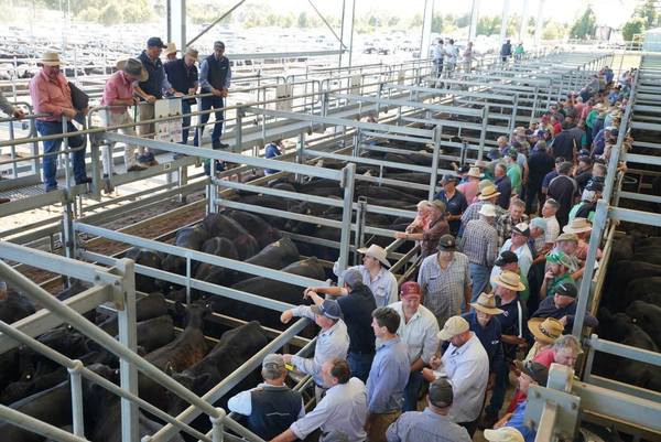CVLX Ballarat Monthly Store Cattle Sale — 5,000 Head