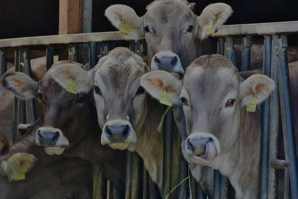 WVLX Mortlake June Store Sale — 6,000 Head Cattle
