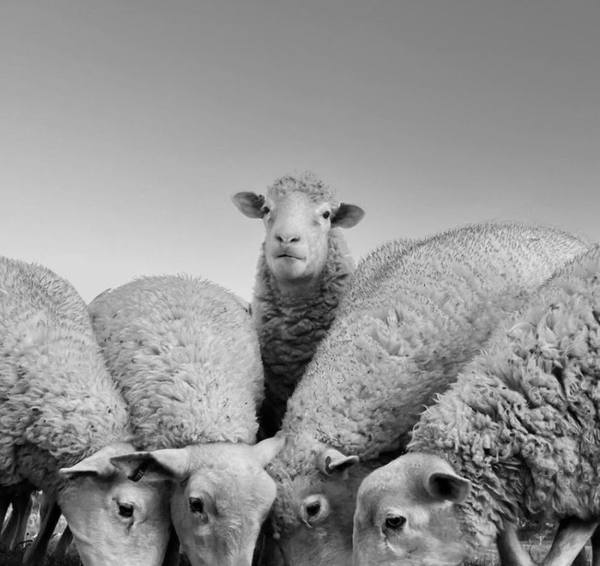 McCulloch Agencies EOFY Store Cattle Sale — 4,000 Head