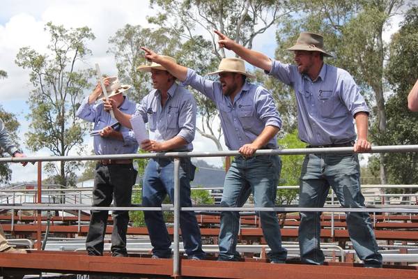 Bowe & Lidbury Maitland Store Sale — 600 Head Cattle