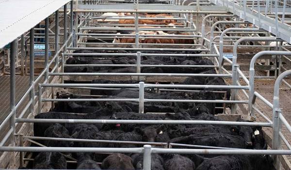 Bowe & Lidbury Maitland Store Sale — 600 Head Cattle