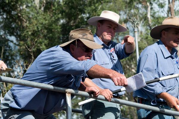Gooch Agencies Nabiac Goods & Chattels and Cattle Sale – 500 Head Cattle