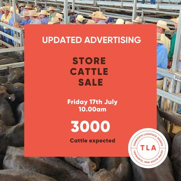 Tamworth Livestock Agents Store Sale – 3,000 Head Cattle