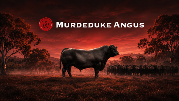 2026 Spring Queensland Bull Sale