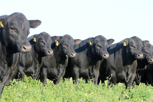 2026 Spring Victorian Bull Sale