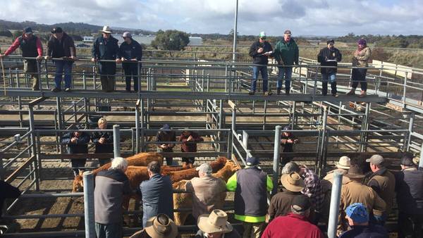 Kyneton Livestock Agents Association Store Cattle Sale – 400 Head Cattle