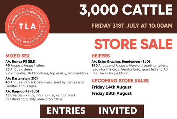 Tamworth Livestock Agents Store Sale – 3,000 Head Cattle