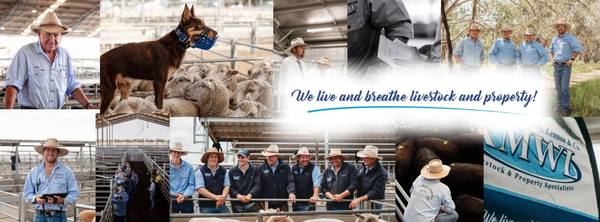 Forbes Central West Livestock Exchange Store Cattle Sale – 1000 Head Cattle