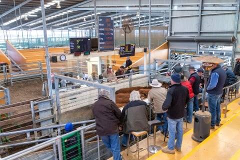 Echuca Stock Agents Association Store Sale – 500 Head Cattle