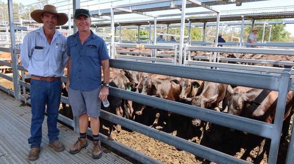 Bartholomew & Co Beaudesert Store Sale – 500 Head Cattle