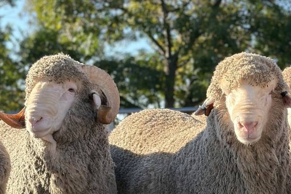 Overland’s Inaugural On-Property Ram Auction