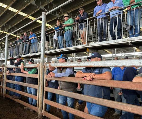 WVLX Foundation Agents September Store Sale – 1,500 Head Cattle