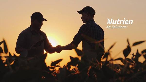 Nutrien Hillston Store Sheep Sale – 3,920 Merino Ewes