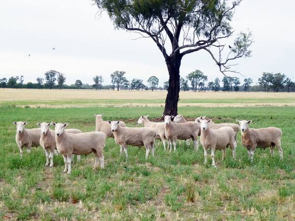 Cadell Border Leicester Stud 51st Annual Ram Sale – 150 Rams