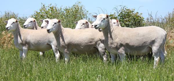 Chrome Summer Ram Sale