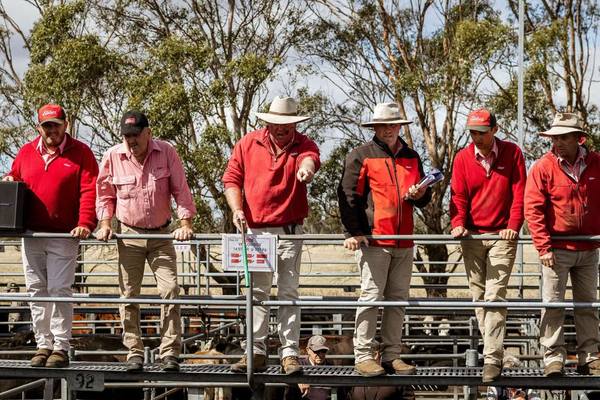Elders AuctionsPlus Tas Cattle Sale – 240 Poll Hereford Steers & Heifers