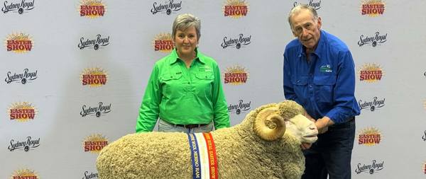 Pomanara Merino Stud Ram Sale