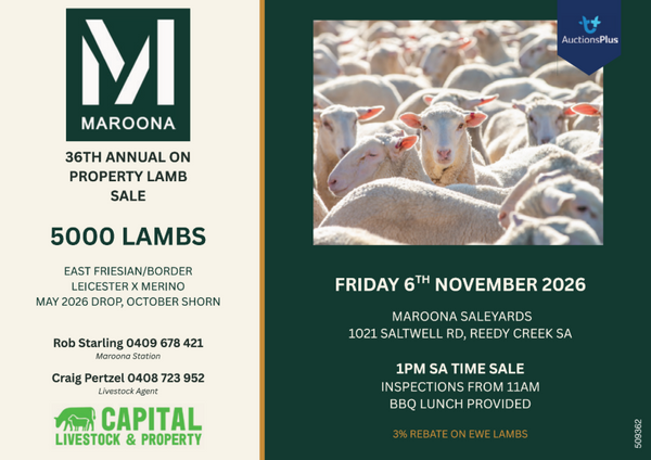 Maroona 36th Annual On Property Lamb Sale – 5,000 Head